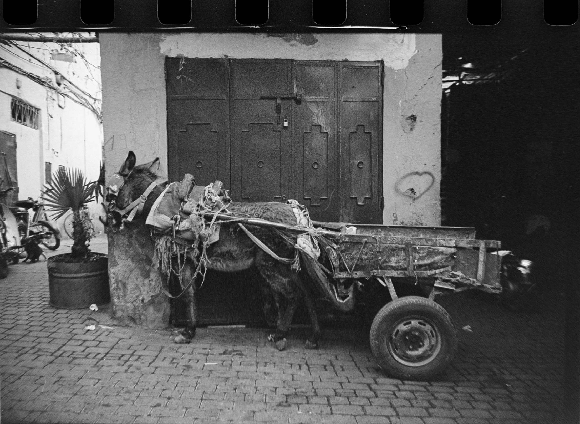 Picture of donkey in Marrakech