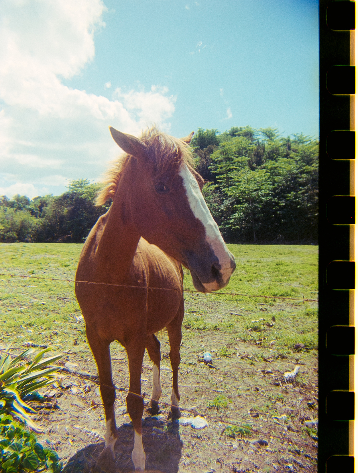 Horse in Puerto Rico